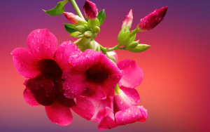 Photo - dipladenia flowers